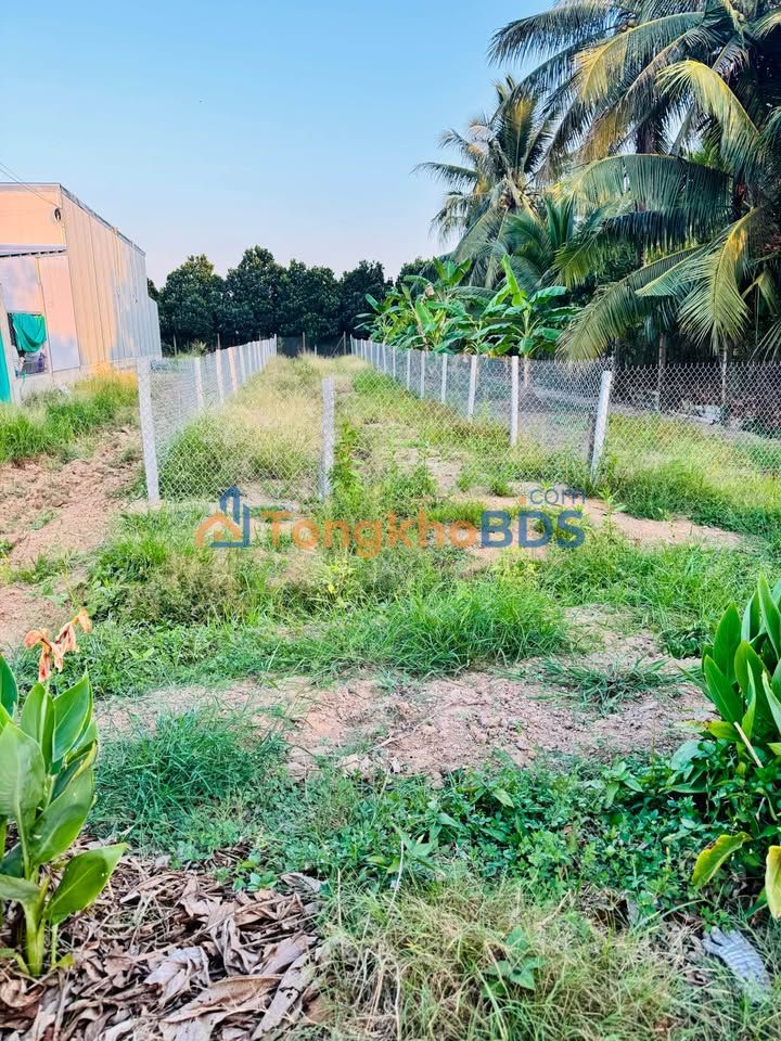 Đất Vĩnh Long 205m² Mặt Tiền Huyện 31b - Full Thổ Cư, Giá 650 Triệu