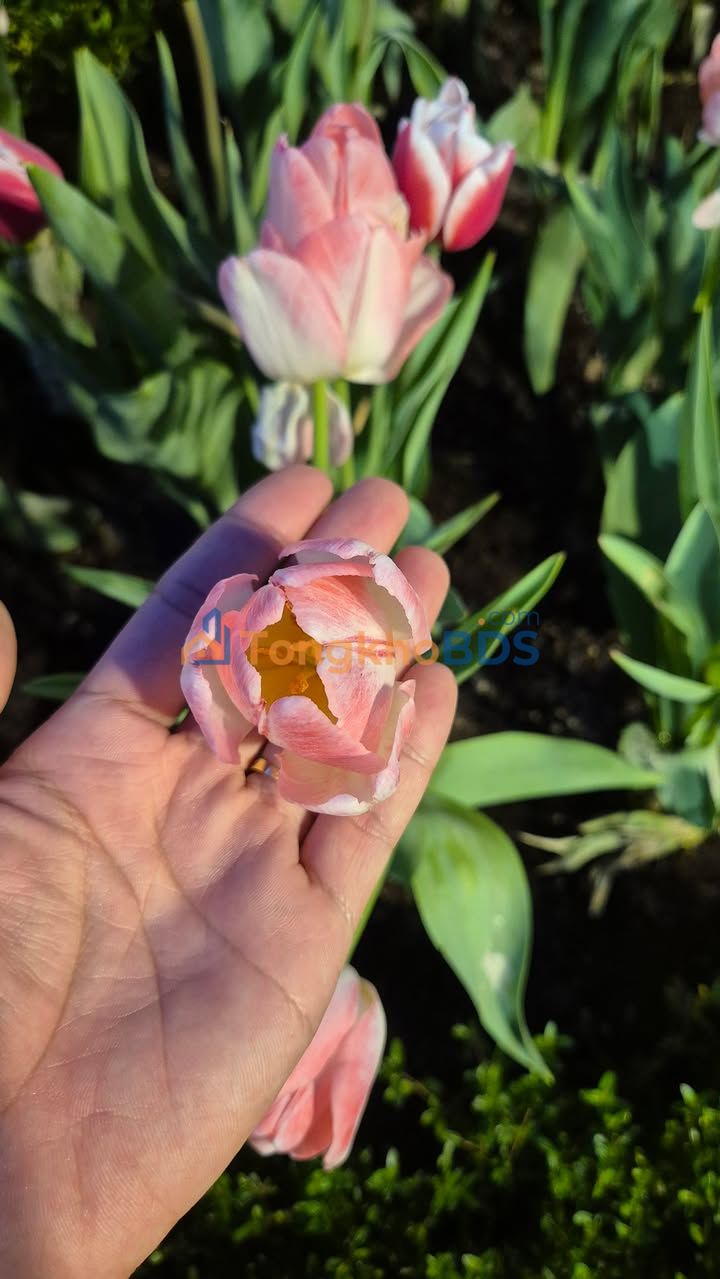 Đất Vườn 1550m² Mặt Tiền Đường Nhựa Châu Thành, Tây Ninh - Giá Đầu Tư 1.75 Tỷ