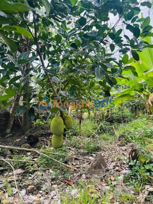 Đất Vườn 1100m² Tân Phú, Đồng Nai - Sổ Hồng, Mặt Tiền Rộng 20m - Chỉ 850 Triệu