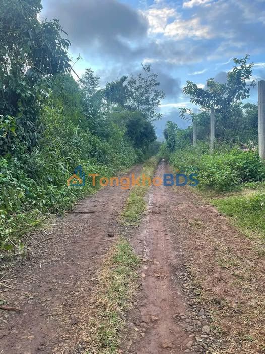 Bán Gấp Đất Xã Bình Thành, Krông Búk - 352m² Giá 499 Triệu