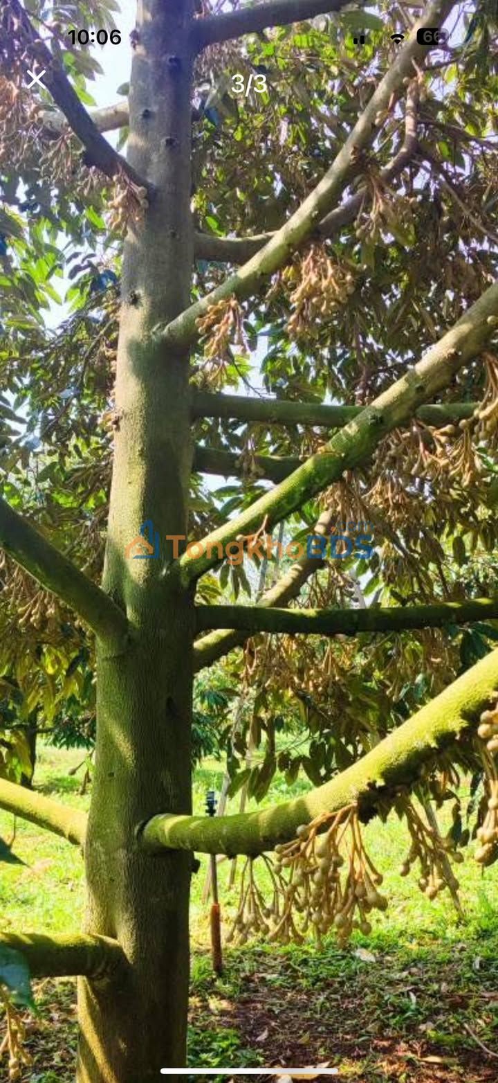 Trang trại cà phê Ea D'Rơng 2,1ha 10 tỷ - Hạ tầng hoàn thiện