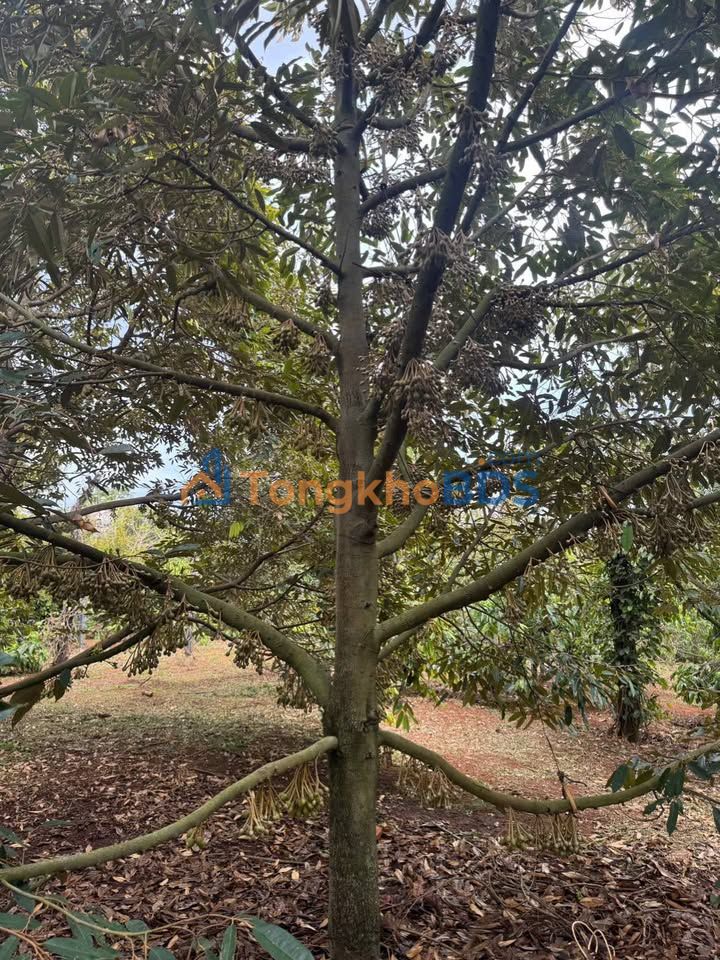 Bán Gấp 1.6ha Sầu Riêng Đắk Lắk - Vườn Trái Quanh Năm, Sổ Hồng Sang Tên
