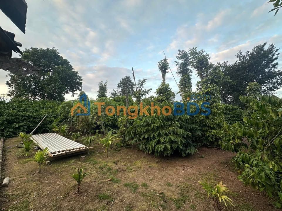 Bán Gấp 7 Sào Đất Vườn Ea Hu, Cư Kuin - Sẵn Nhà Gỗ, Cà Phê Thu Hơn 1 Tấn/Năm