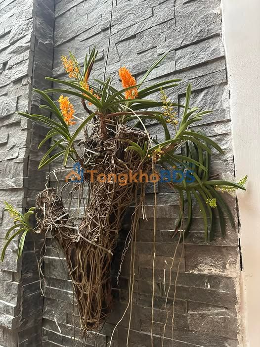 Đất nền Đăk Đoa, Gia Lai - 150m² mặt tiền Lê Đại Hành, nở hậu, giá đầu tư 1.25 tỷ