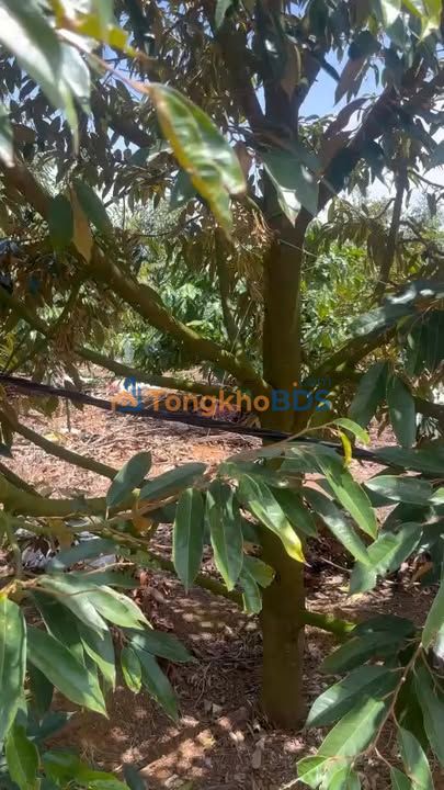 Bán đất 1800m² sầu riêng, 150m² thổ cư tại Xuân Phú, Đắk Lắk - Sẵn sàng khai thác