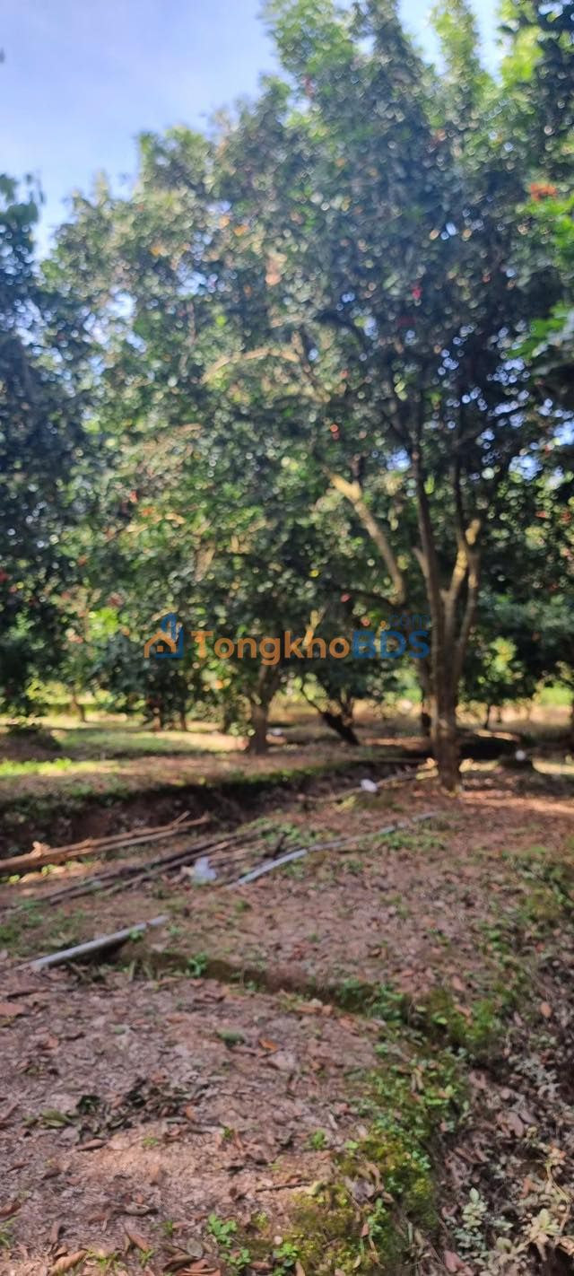 Đất Vườn Sầu Riêng 38.000m² 2 Mặt Tiền Sông & QL57B Bến Tre - Giá 4 Tỷ