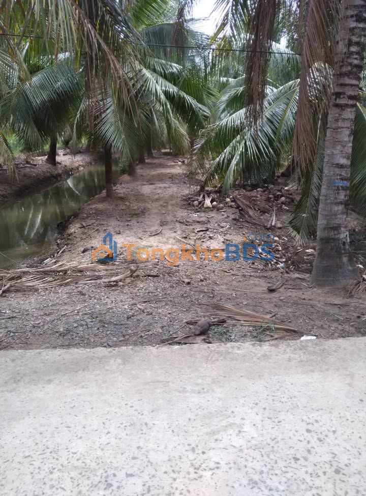 Bán Đất Vườn Dừa Bến Tre - 3570m² Sổ Hồng, Giá 2.8 Tỷ