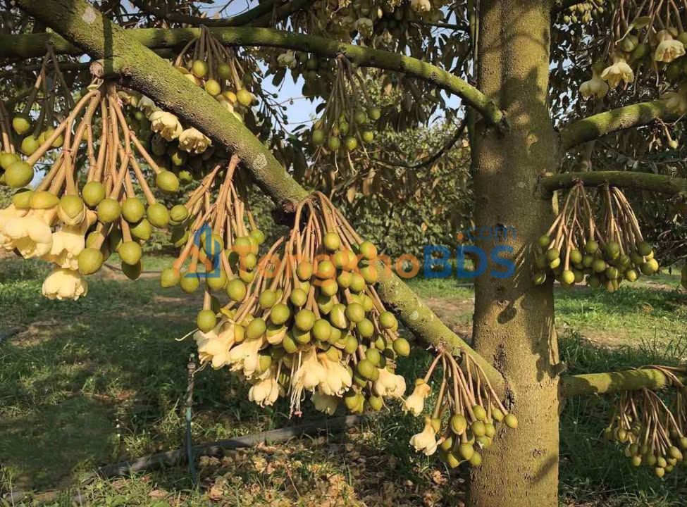 Bán Gấp Vườn Sầu Riêng 7.2 Sào - Thuận An, Bình Dương - 2.52 Tỷ