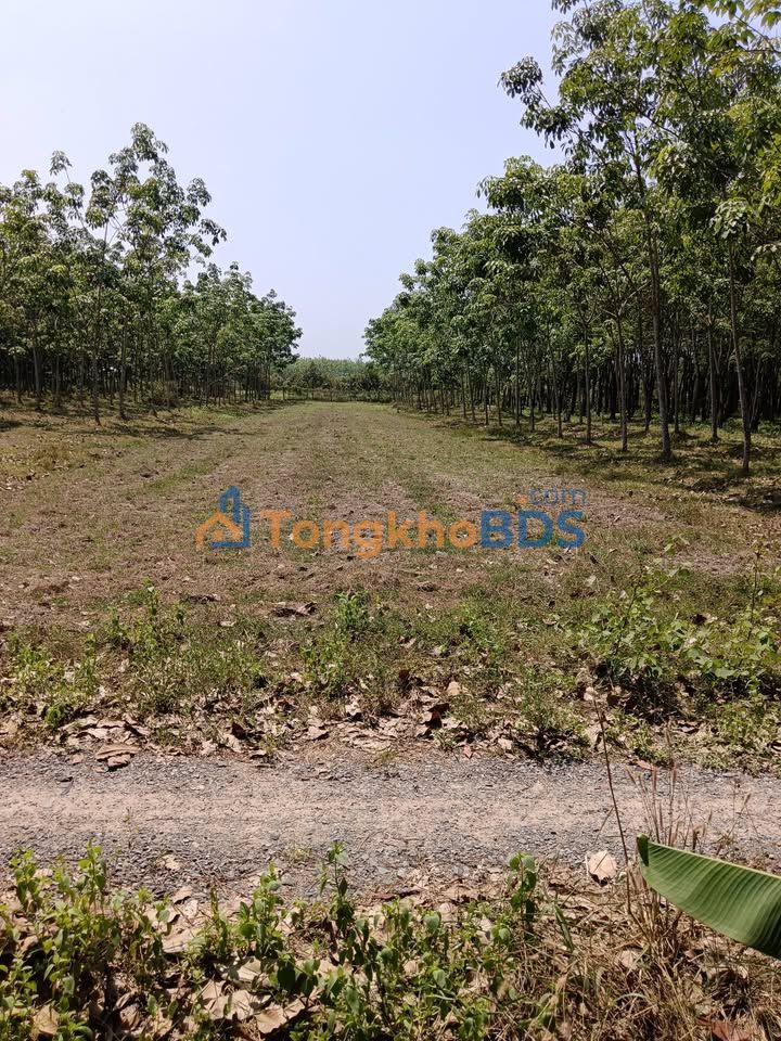 Đất Nền Thạnh Đức 980m² (200m² Thổ Cư) - Giá 650 Triệu, Gấp Bán