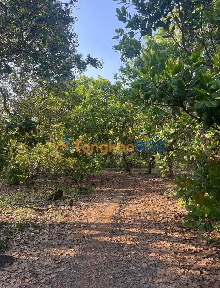 Đất Vườn Bình Phước 25.000m² - 80m Mặt Tiền Bê Tông - Giá 4 Tỷ