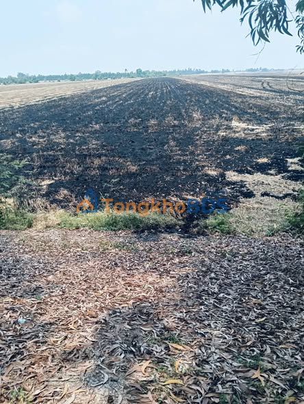 Bán Gấp 25 Công Đất Ruộng Vĩnh Phước, Tri Tôn - Xe Hơi Tới Đất