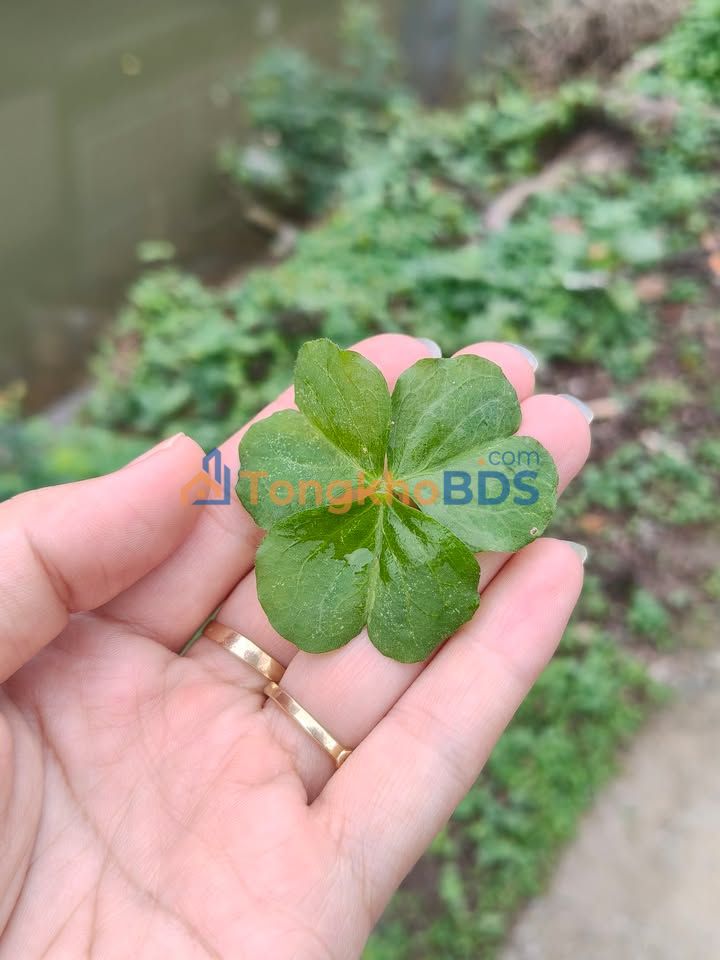 Đất nền Hưng Hà 102m² hướng Tây Bắc - Trung tâm thị trấn, Sẵn sổ hồng