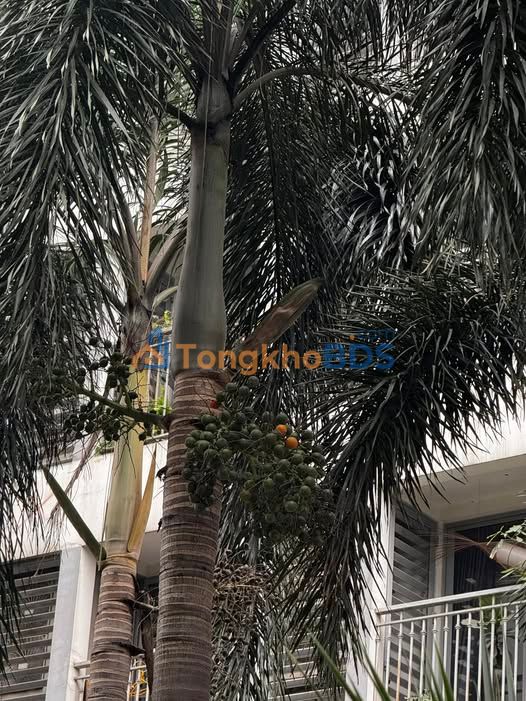 Bán Căn hộ Times City Park Hill 143m² 6PN Hướng Đông - 21 Tỷ