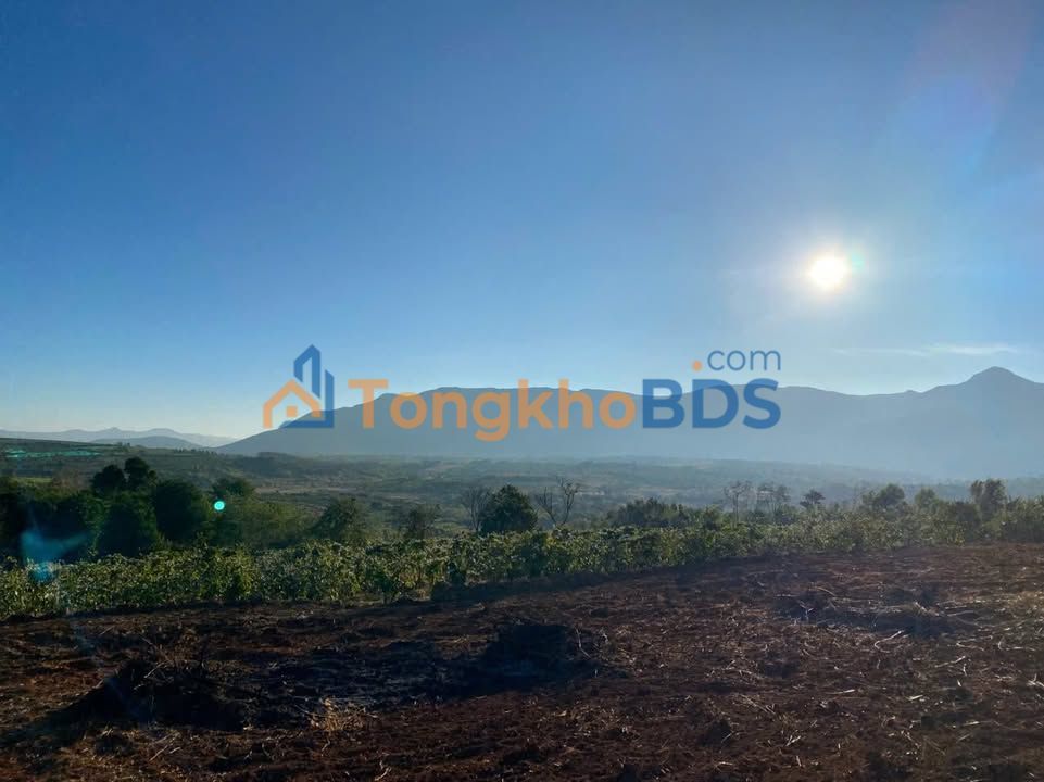 Bán Gấp Rẫy 3ha Đak Djrăng, Gia Lai - Vườn Cây Trái, Suối Tự Nhiên, View Ruộng Bậc Thang