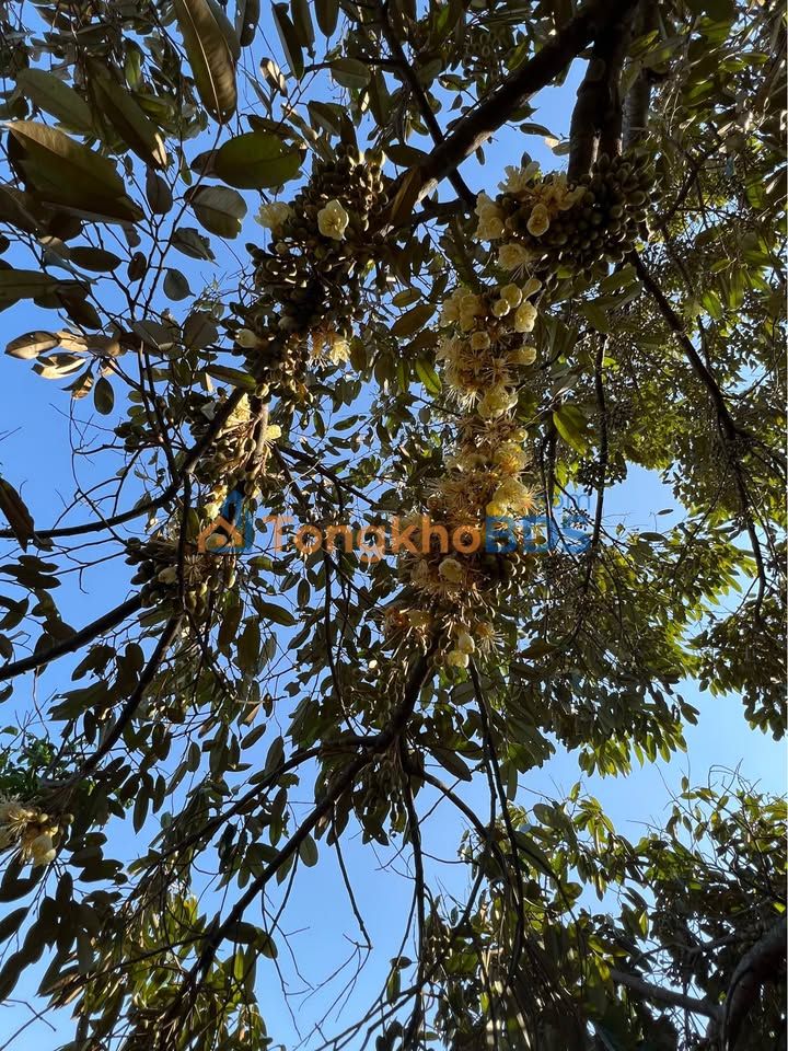 Farm nghỉ dưỡng 3ha Đăk Djrăng, Gia Lai - Vườn trái cây, suối tự nhiên