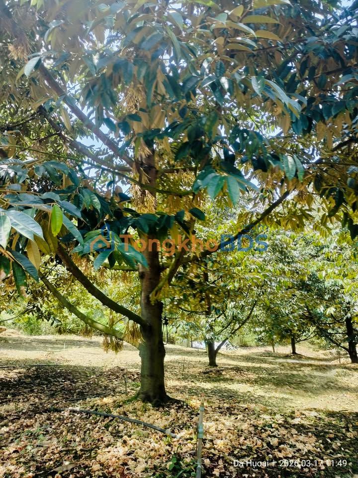 Bán Gấp Đất Vườn 1.2ha Đạ Huoai, Lâm Đồng - Sổ Hồng, Mặt Tiền Đường Ô Tô