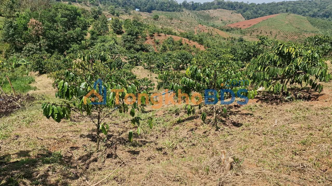 Đất nền Lộc Bảo Bảo Lâm 16200m² 1,15 tỷ - Sổ đỏ chính chủ