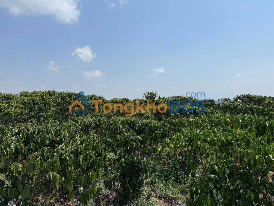 Đất vườn Thôn 5 Lộc Phú Bảo Lâm 3.240m² 4.3 tỷ - Sổ hồng rõ ràng