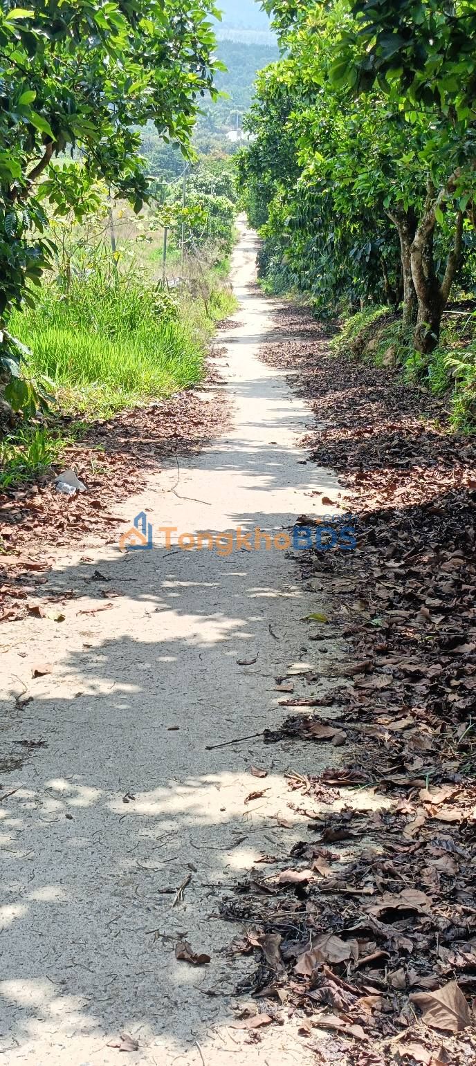 Đất Nền Bảo Lâm 4200m² Mặt Tiền Pêtông - Sẵn Sổ Hồng, Tiềm Năng Sinh Lời Cao