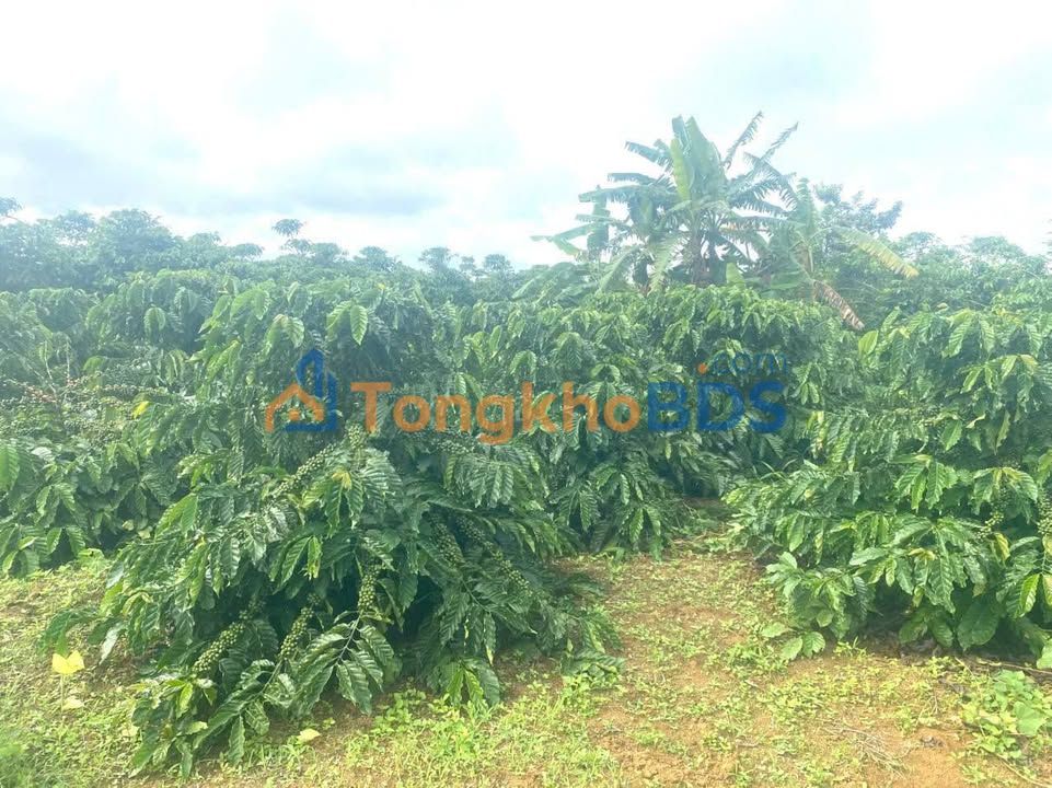 Đất Vườn Cafe Đẹp 360m² - Lộc Thắng, Bảo Lâm, Lâm Đồng - 500 Triệu/Sào