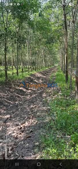 Bán Gấp Đất Trồng Cao Su 20.000m² Mặt Tiền Đường Sỏi Đỏ - Tân Biên, Tây Ninh