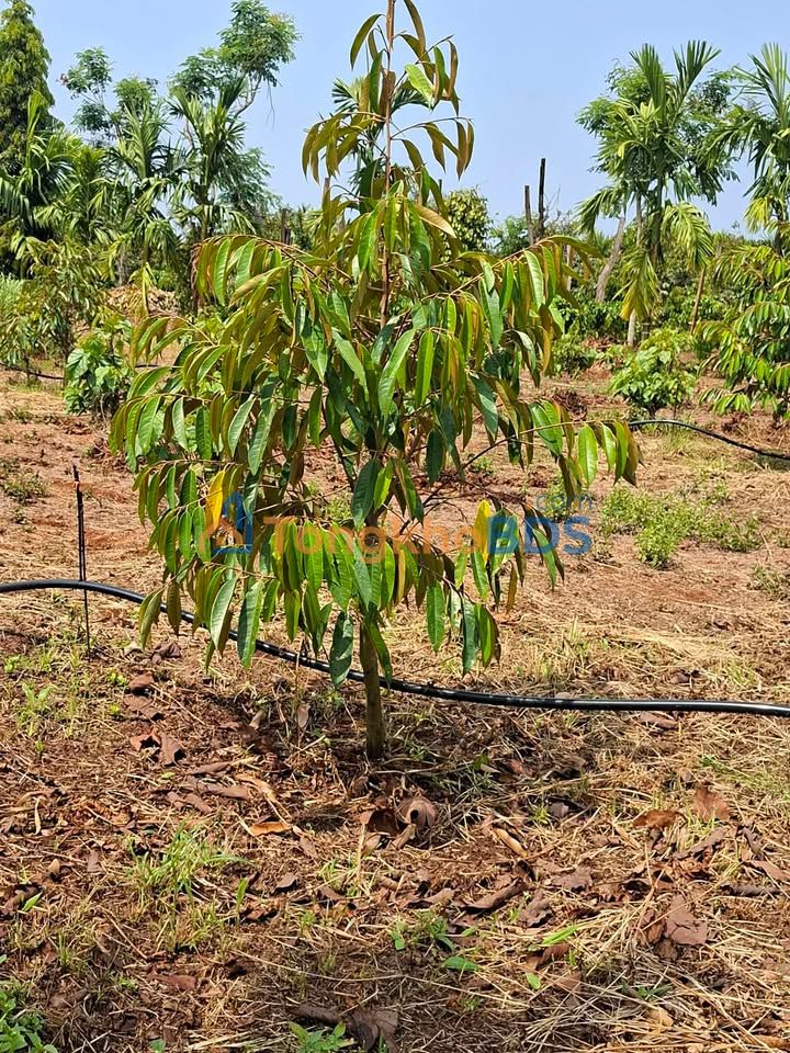 Farm cafe 6.5 sào Đắk Lắk - Vườn cau, dừa, ao cá - Giá 260Tr/sào