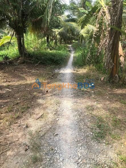 Đất Vườn Bến Tre 2913m² - Vườn Dừa Trái Đều, Giá Đầu Tư 380 Triệu/Công