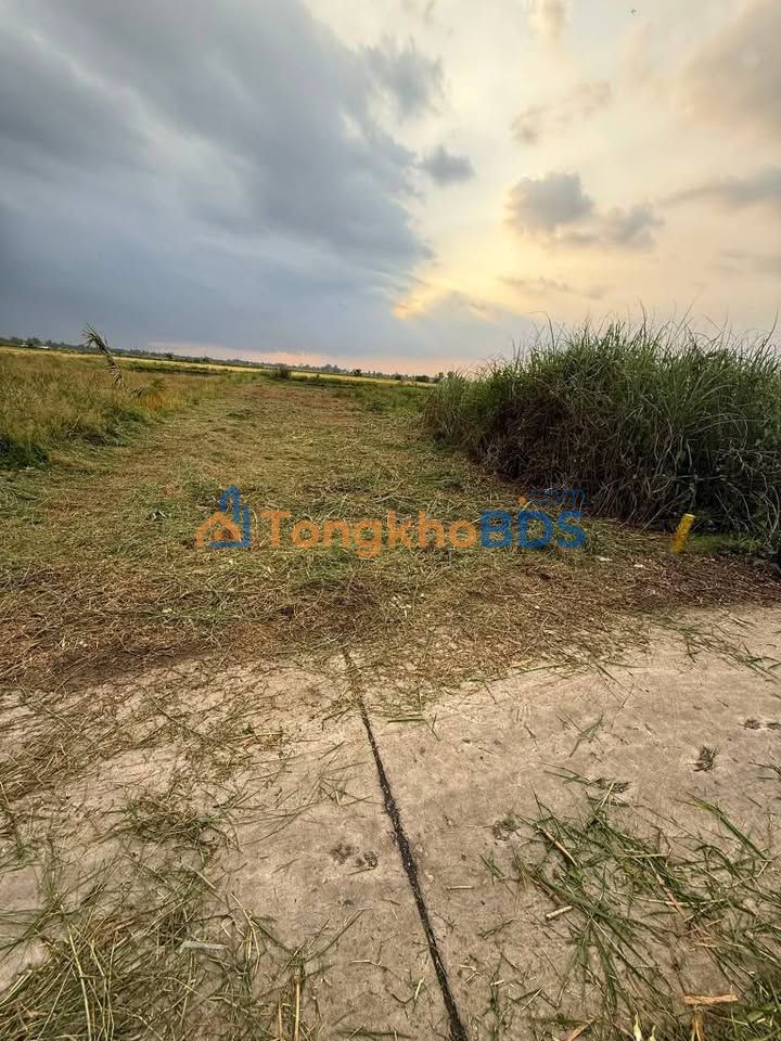 Đất Vườn An Giang 306m² - Giá Chỉ 2xx Triệu, Sẵn Sổ Hồng