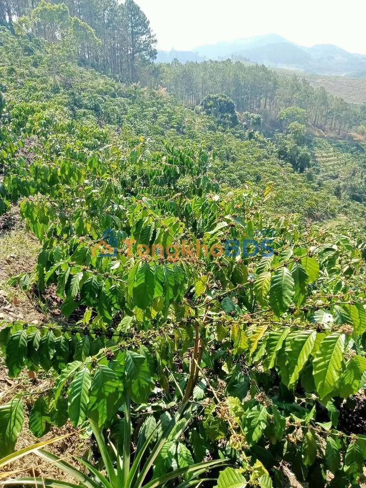 Đất Phú Sơn, Lâm Hà 7m² - Giá 1.3 Tỷ, Sổ Đỏ Sẵn Sàng