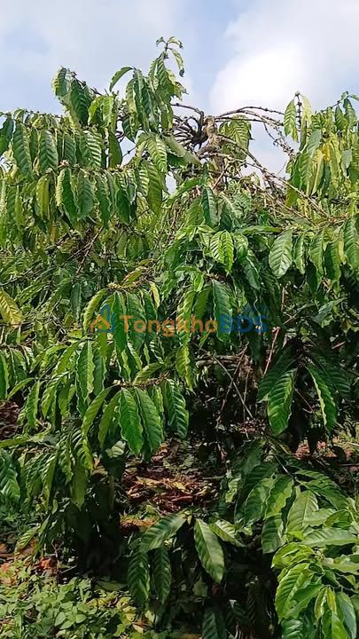 Bán Đất Nền 9720m² Xã Hòa Bắc, Di Linh - Giá 1.03 Tỷ