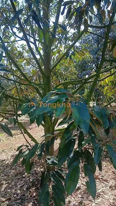 Đất nền Di Linh 1.700m² giá 1.4 tỷ - Sổ đỏ chính chủ