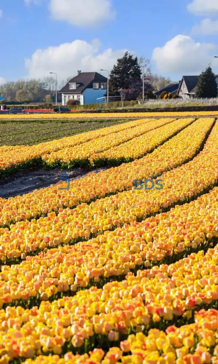 Bán Đất Mặt Tiền Vũ Ngọc Nhạ (Điện Bàn, Quảng Nam) - 180m² - Cách Biển 50m