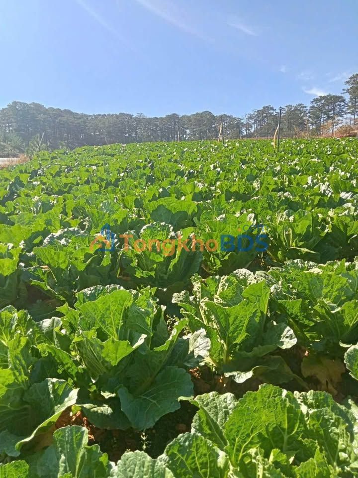 Đất vườn Lạc Dương 20000 m² 2,3 tỷ - Nghỉ dưỡng lý tưởng