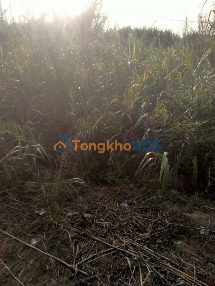 Đất nền Ba Sao Đồng Tháp 120m² 299 triệu - Đường ô tô