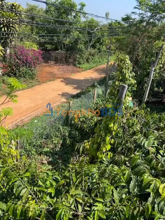 Bán Gấp Đất Vườn 20.000m² Đắk Song - 1 Tỷ