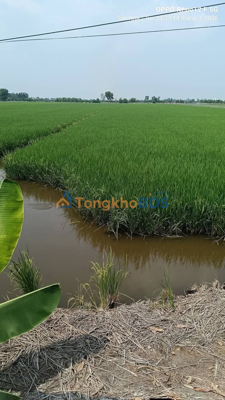 Đất Tân Hòa Tân Thạnh 14ha 26,6 tỷ - Sổ đỏ chính chủ