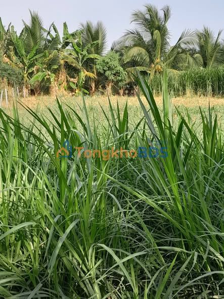 Đất nền Phước Trung Tiền Giang 265,5m2 380 triệu - Xây dựng tự do