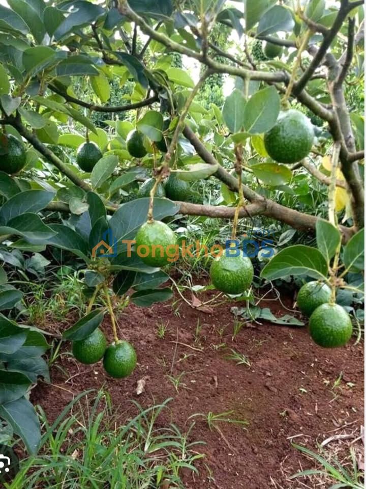 Đất nền 11000m² Hòa Hiệp, Xuyên Mộc - Sổ hồng đất ở, kinh doanh tiềm năng