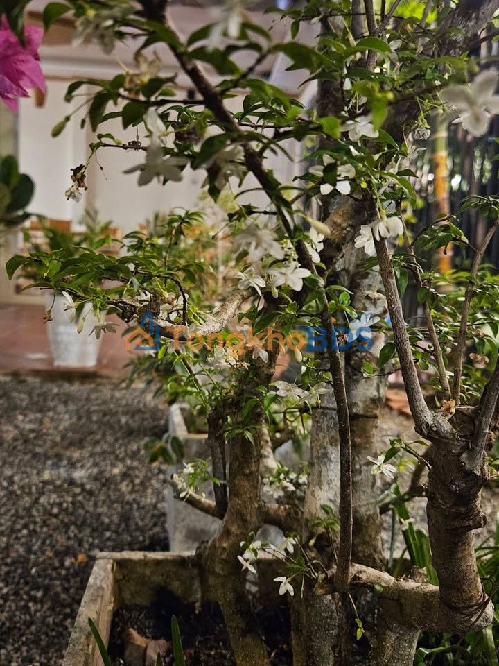 Nhà Mặt Tiền Hùng Vương Vũng Tàu - 210m² Kinh Doanh Đỉnh Cao, View Biển 500m