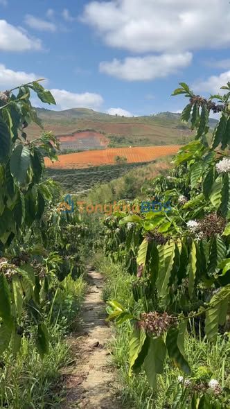 Farm Bờ Y Ngọc Hồi 1.8ha 3.8 tỷ - Đầu tư dài hạn