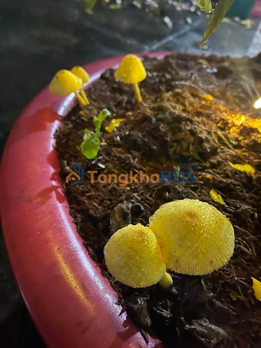 Đất Vàng Vĩnh Long - 2102m² Thổ Cư, Sổ Hồng Sẵn Sàng, Giá Tốt