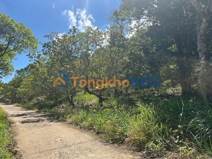 Đất Vườn Vĩnh Lương Nha Trang 20.000m² - Sổ Đỏ Sẵn Sàng Đầu Tư