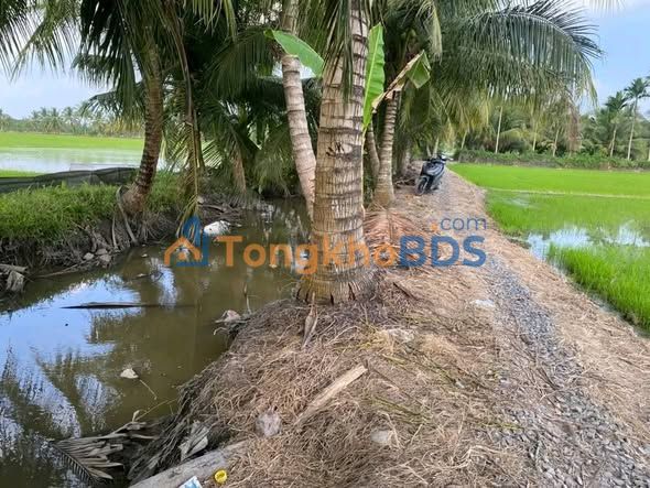 Bán Gấp Đất Ruộng Mặt Tiền 40.000m² Xã Phong Phú, Cầu Kè, Trà Vinh - Giá Tốt