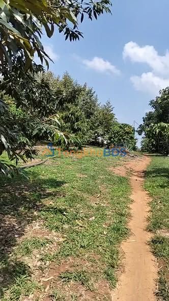 Bán Gấp 1.5ha Đất Vườn Sầu Riêng, Cafe Tại Di Linh - Giá Tốt