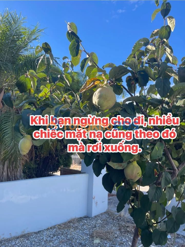 Bán Nhà Mặt Tiền Lê Hồng Phong, Đắk Lắk - 312m² Sẵn Sổ