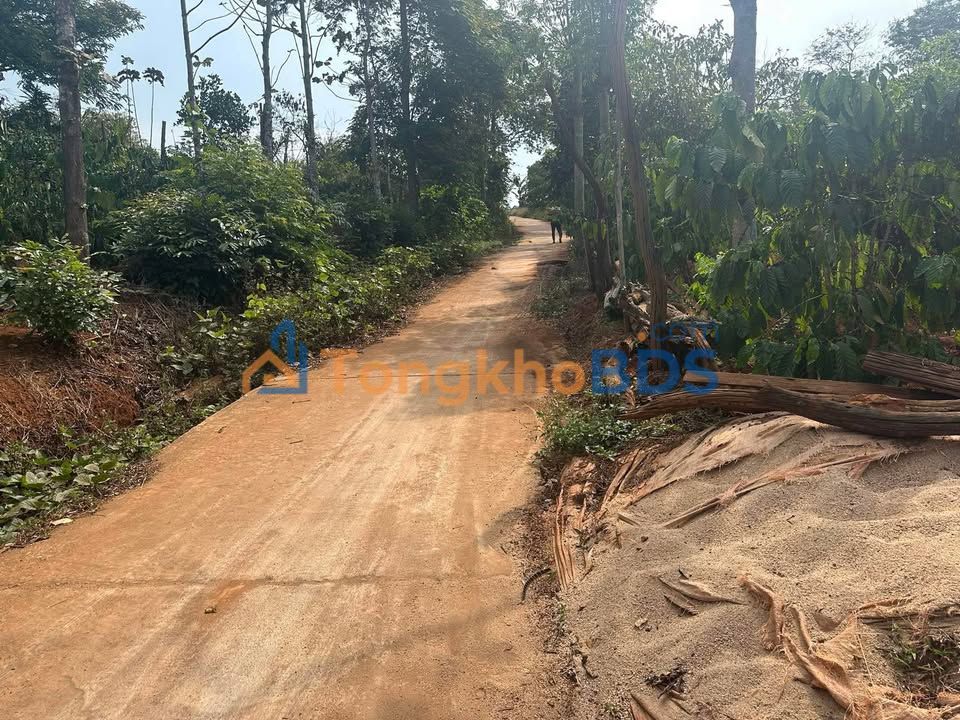 Bán Gấp Đất Vườn Sầu Riêng 10080m² Đắk Lắk - Mặt Tiền Bê Tông