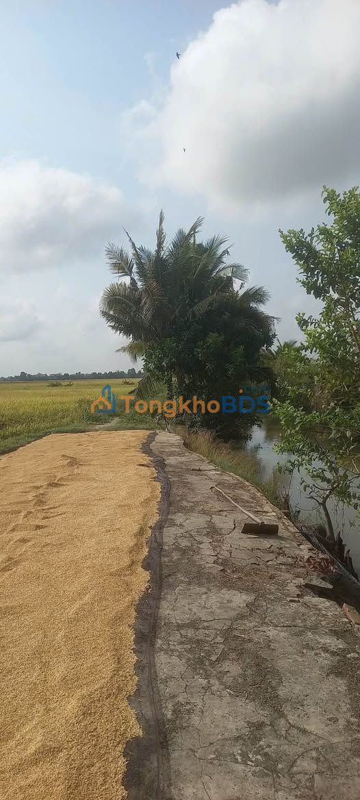 Đất Vị Tân, Vị Thanh 1296m² Sổ Hồng Riêng - Đầu Tư Sinh Lời Hấp Dẫn