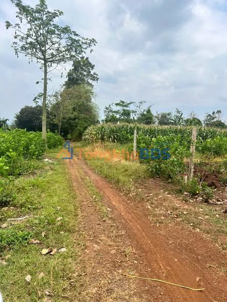 Bán Gấp Vườn Sầu Riêng Thái 7.6 Sào Tại Xuân Lộc, Đồng Nai - Giá Tốt