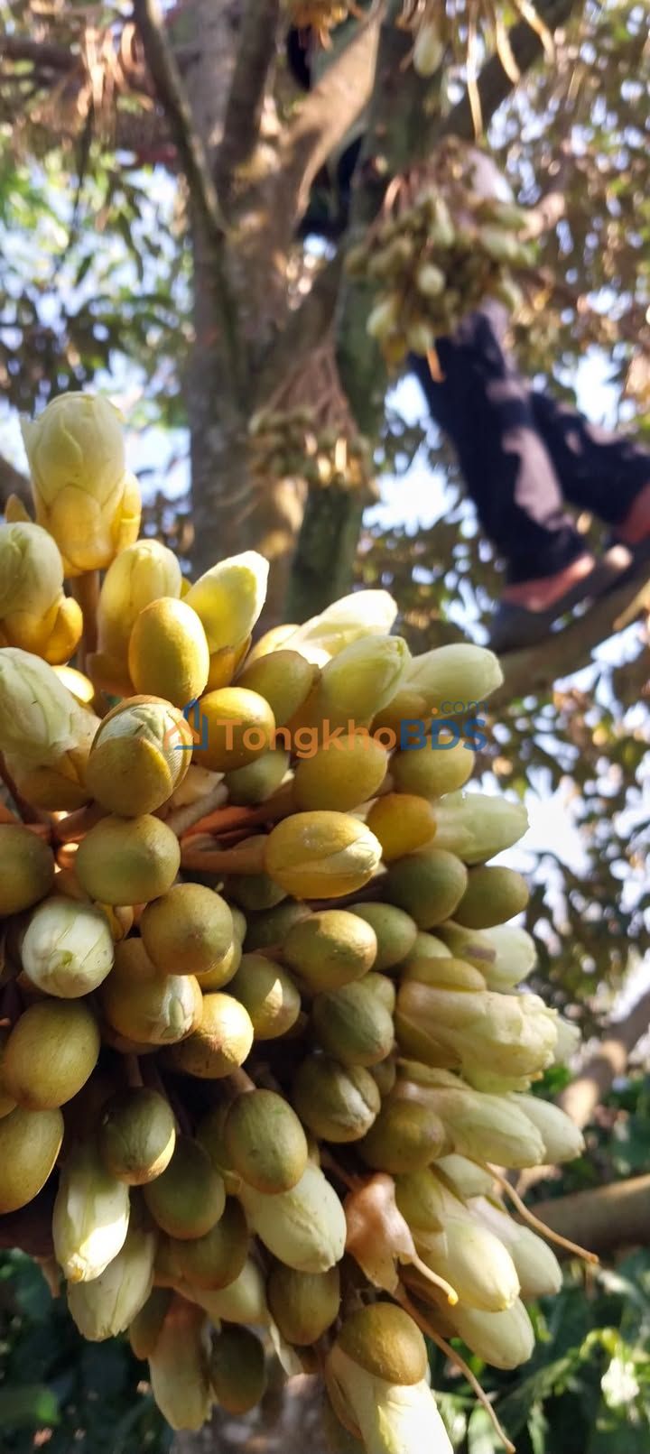 Đất Hẻm Nguyễn Du Q10, 200m², Tách 2 Sổ, Giá 950 Triệu