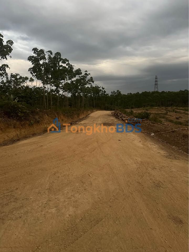 Farm Cafe 13.000m² Bù Đăng - Thu Nhập Ổn Định, Ô Tô Tới Nơi